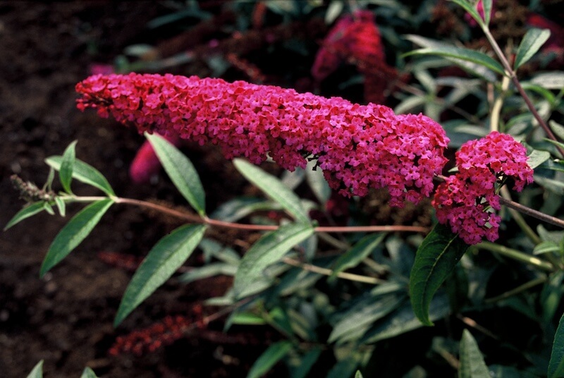 Buddleja davidii Royal Red Flowering Buddleja Royal Red Flowering