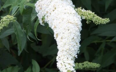 Buddleja White Profusion