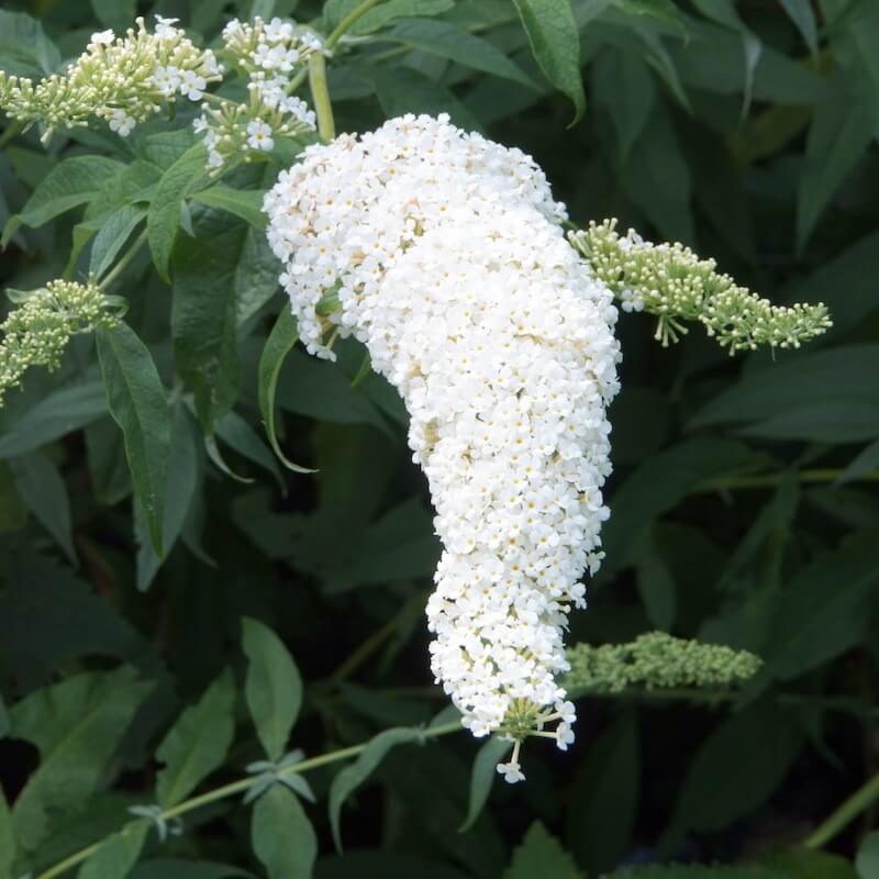 Buddleja davidii White Profusion Flower Close Up Buddleja White Profusion Flower Close Up