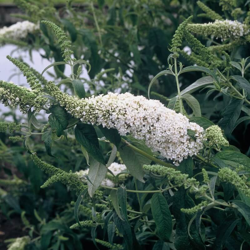 Buddleja davidii White Profusion Flowering Buddleja White Profusion Flowering