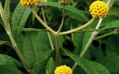 Buddleja globosa