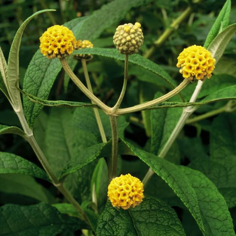 Buddleja globosa Flowers Buddleja globosa Flowers