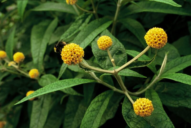 Buddleja globosa with Bee Buddleja globosa with Bee