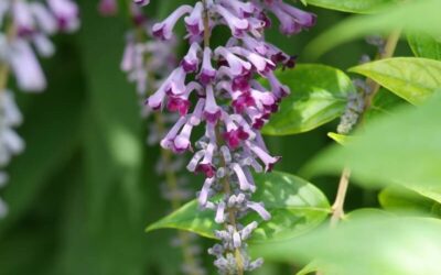 Buddleja lindleyana
