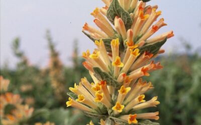 Buddleja tubiflora