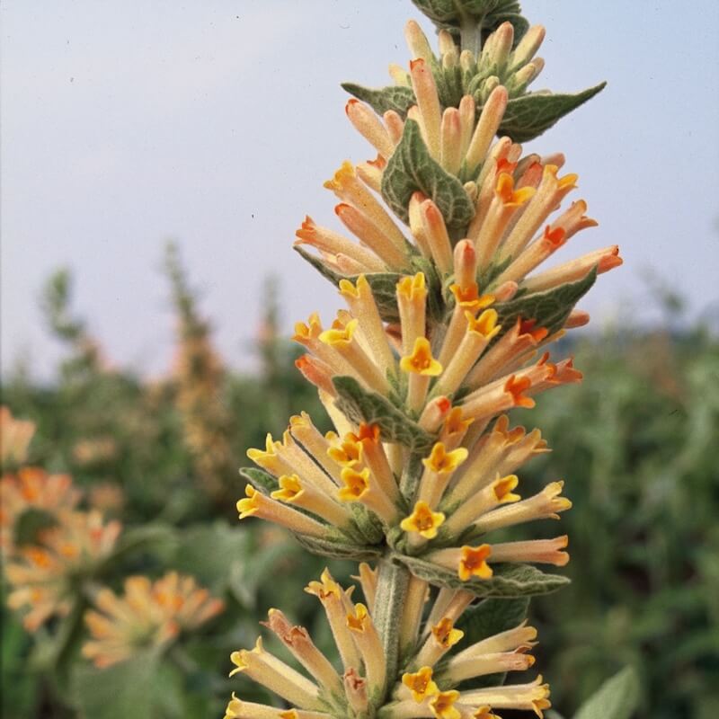 Buddleja tubiflora Flower Cropped Buddleja tubiflora Flower Cropped