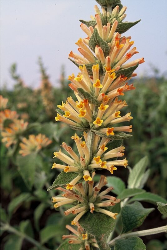 Buddleja tubiflora Flower Buddleja tubiflora Flower