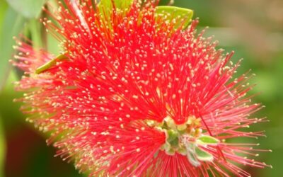 Callistemon citrinus