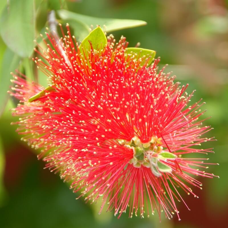 Callistemon citrinus Flower Close Up Cropped Callistemon citrinus Flower Close Up Cropped