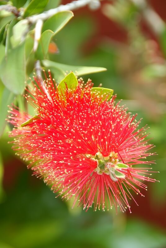 Callistemon citrinus Flower Close Up Callistemon citrinus Flower Close Up