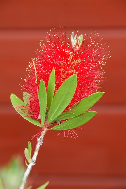 Callistemon citrinus Flowering Callistemon citrinus Flowering