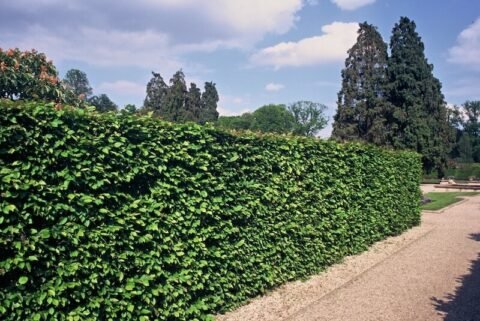 Carpinus betulus | iGardening