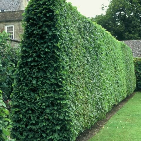 Carpinus betulus | iGardening