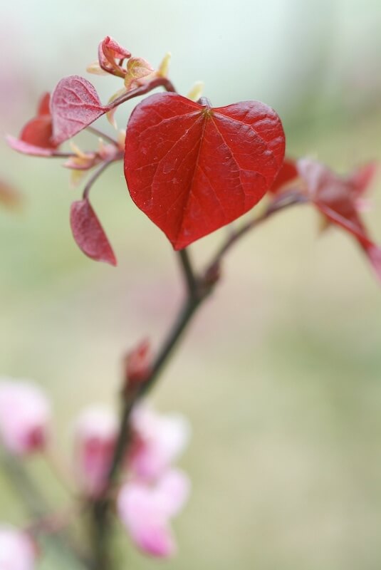 Cercis canadensis Forest Pansy Close Up of Young Leaf