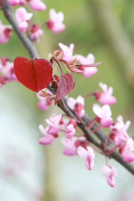 Cercis canadensis Forest Pansy Flower and Foliage Close Up