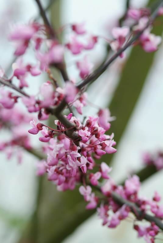 Cercis canadensis Forest Pansy Flowers Close Up