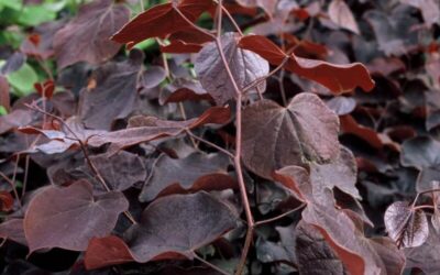 Cercis canadensis Forest Pansy