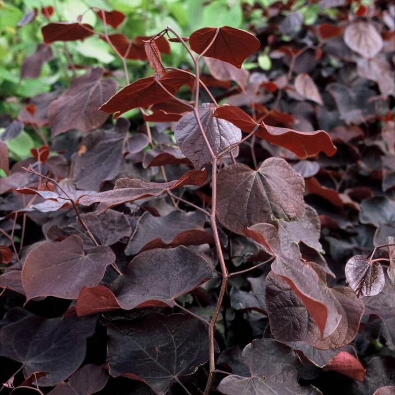 Cercis canadensis Forest Pansy Foliage Close Up Cropped