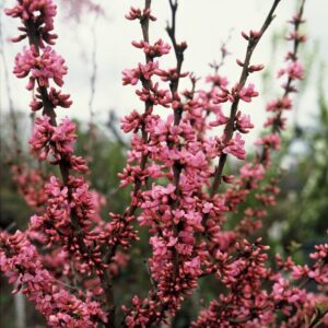 Cercis chinensis Avondale