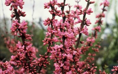 Cercis chinensis Avondale