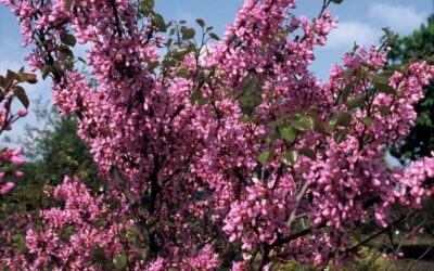 Cercis siliquastrum