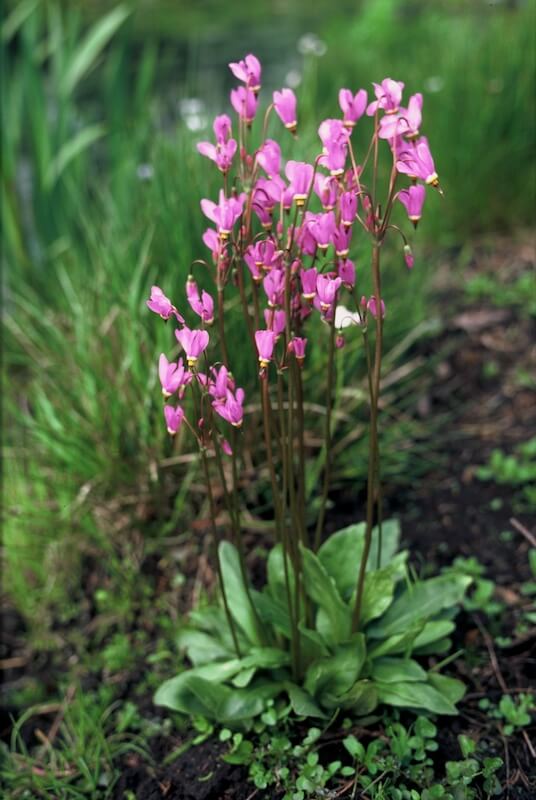 Dodecatheon meadia Plant Flowering