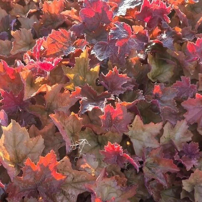 Heuchera Maple Syrup