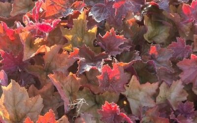 Heuchera Maple Syrup