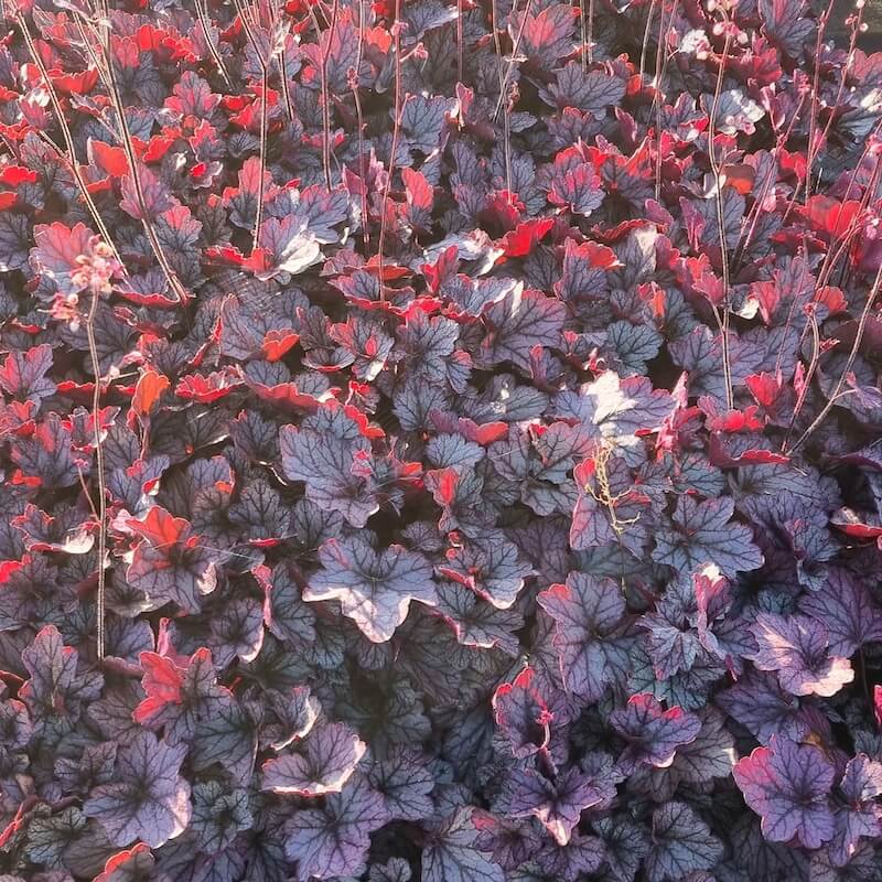 Heuchera Pools of Purple Cropped Heuchera Pools of Purple Cropped