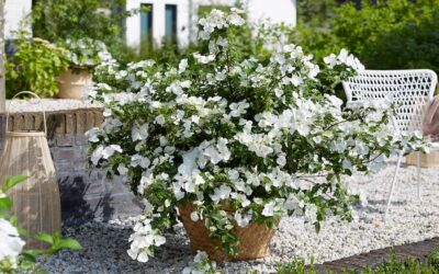 Hydrangea Runaway Bride