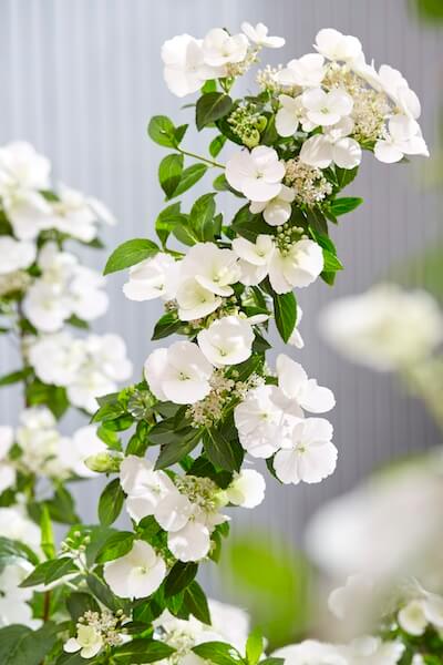 Hydrangea Runaway Bride Flowers Close Up Hydrangea Runaway Bride Flowers Close Up