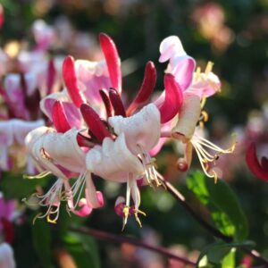 Lonicera Caprilia Imperial