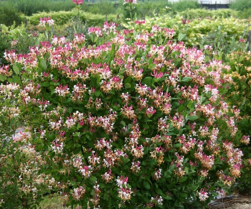 Lonicera Caprilia Imperial Flowering in the Garden Lonicera Caprilia Imperial Flowering in the Garden