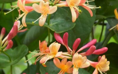 Lonicera Celestial