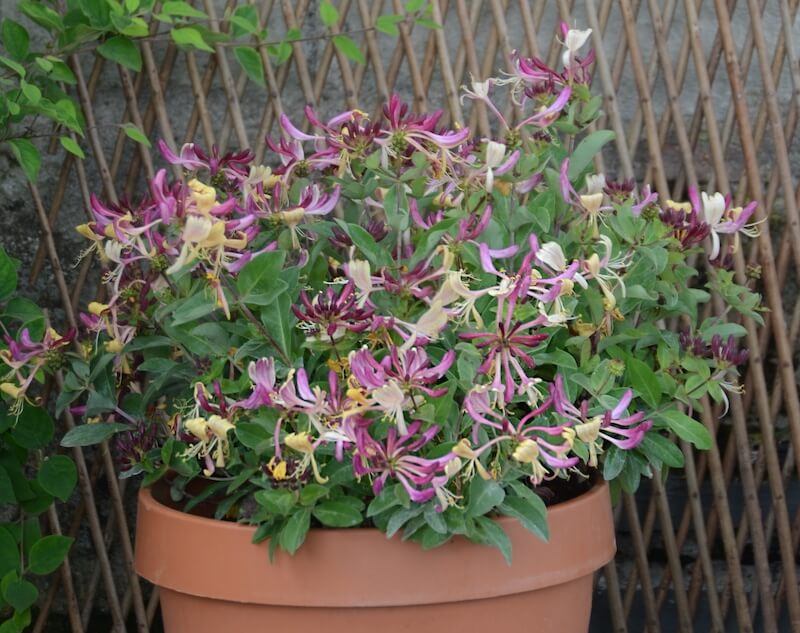 Lonicera Chic et Choc Growing in a Patio Pot Lonicera Chic et Choc Growing in a Patio Pot