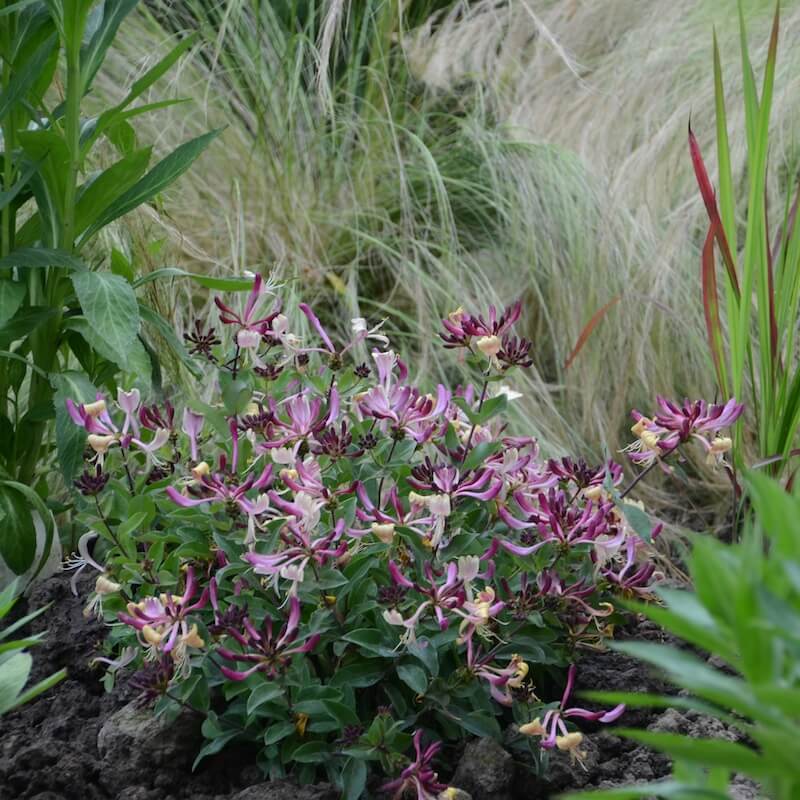 Lonicera Chic et Choc Growing in the Garden Lonicera Chic et Choc Growing in the Garden
