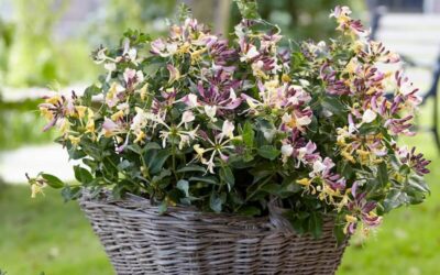 Lonicera Chic et Choc