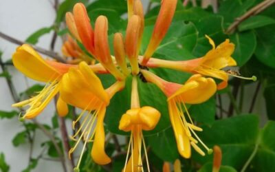 Lonicera henryi Copper Beauty