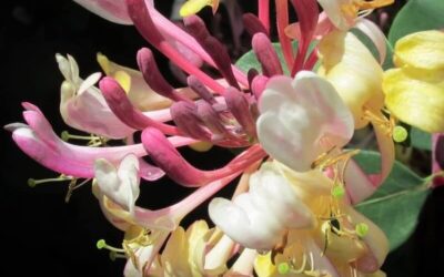 Lonicera Rhubarb and Custard