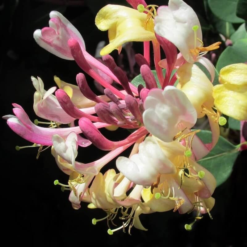 Lonicera Rhubarb and Custard Flower Close Up Cropped Lonicera Rhubarb and Custard Flower Close Up Cropped