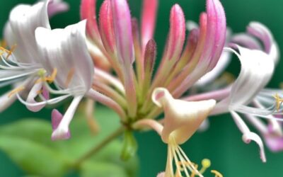Lonicera Strawberries and Cream