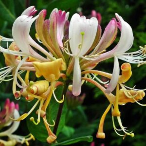 Lonicera periclymenum