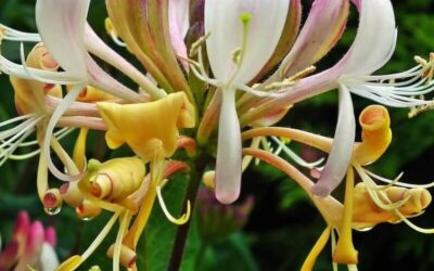 Lonicera periclymenum