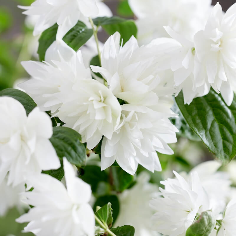 Philadelphus Pearls of Perfume Flowers