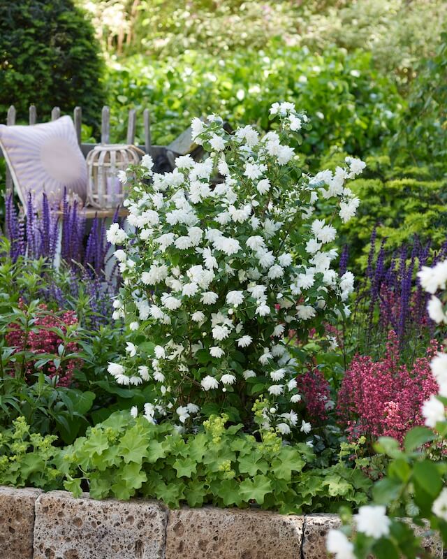 Philadelphus Pearls of Perfume in the Garden