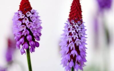 Primula vialii – Vial’s Primrose