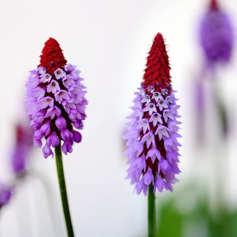 Primula vialii Flower Cropped Primula vialii Flower