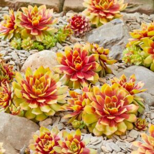 Sempervivum Gold Nugget