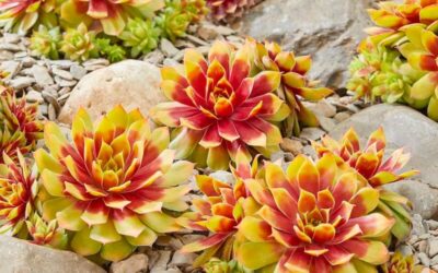 Sempervivum Gold Nugget