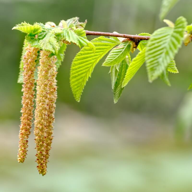 Carpinus betulus Catkins Carpinus betulus Catkins